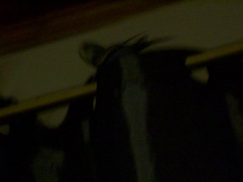 petites perruches ondulées