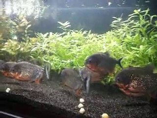 Bitkili Nattereri Tankım