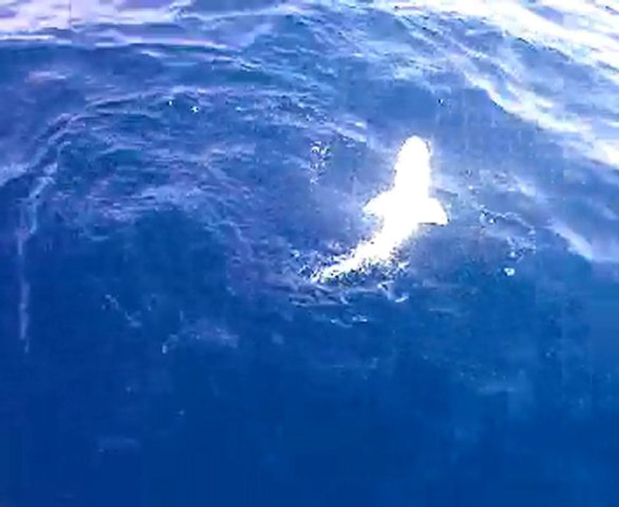 Video-0011