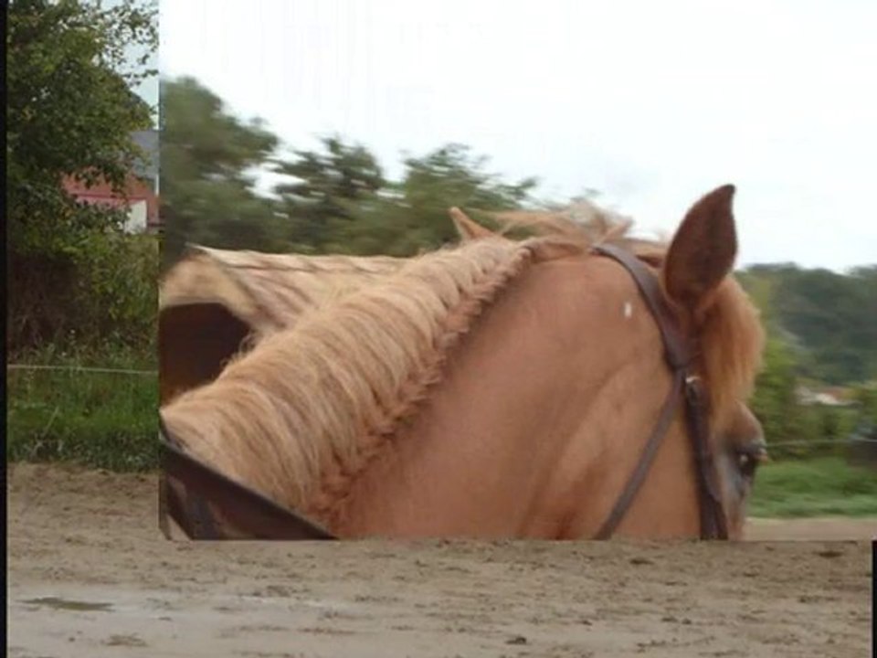 séance de dressage_0001
