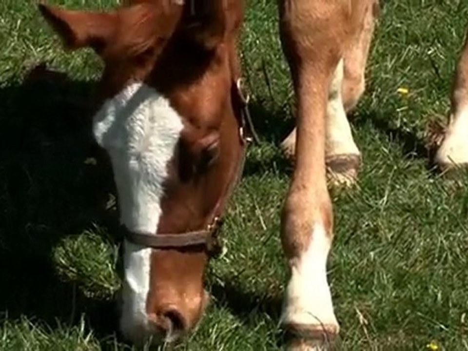 Grand jeu concours : la jument mystère