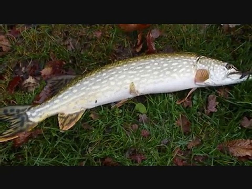 Brochet 76 cm
