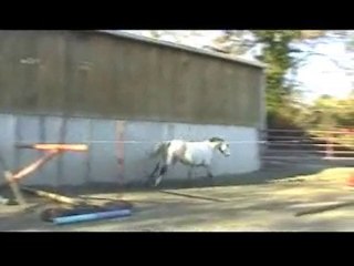 Ecuries du Nevez Sheitan 1