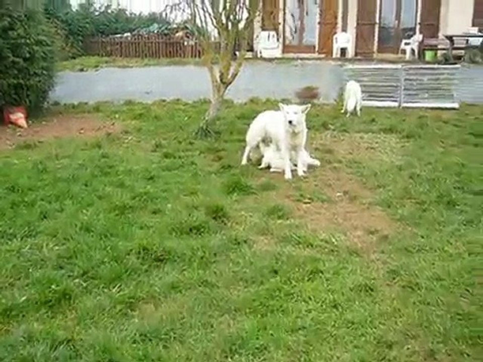 La meute au grand complet