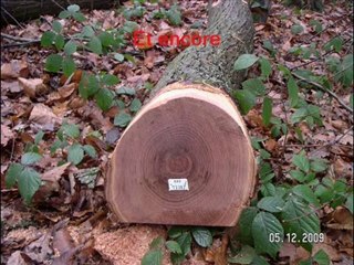 Massacre a la tronconneuse par l'ONF