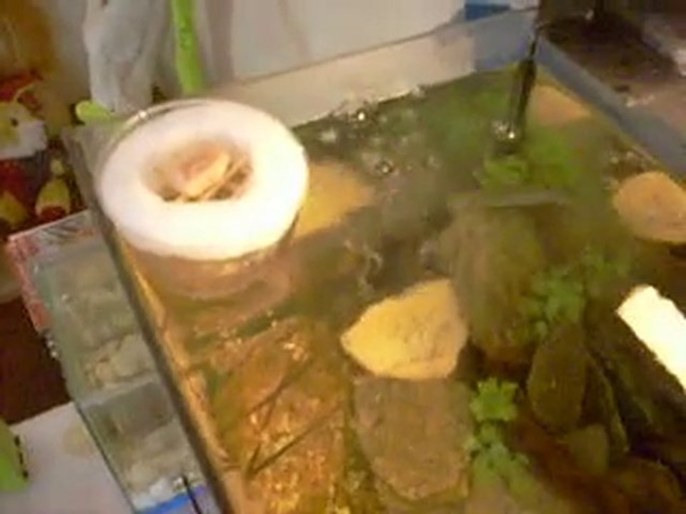 Manual process for Pomacea bridgesii eggs (Elma salyangozu)