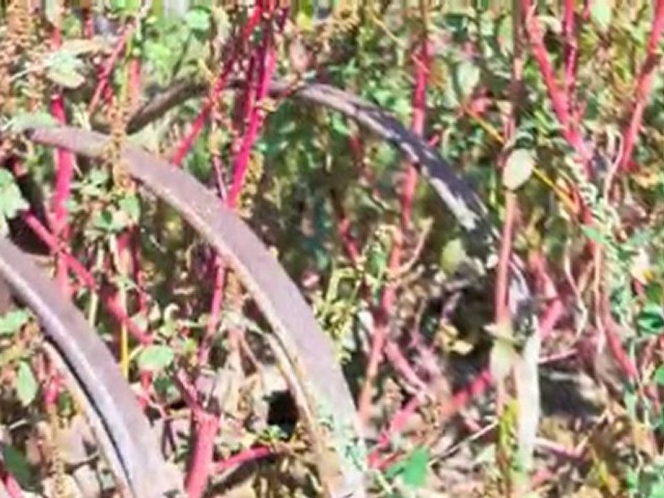 Blue Water Organics touring a certified organic Amish farm