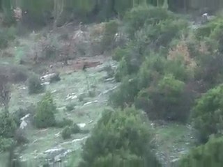 tavşan avlarım bilecik HASAN YILMAZ