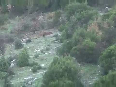 tavşan avlarım bilecik HASAN YILMAZ