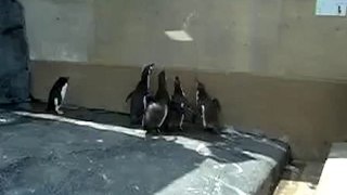 I pinguini hanno visto la luce