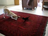Cane e gatto nemici amici