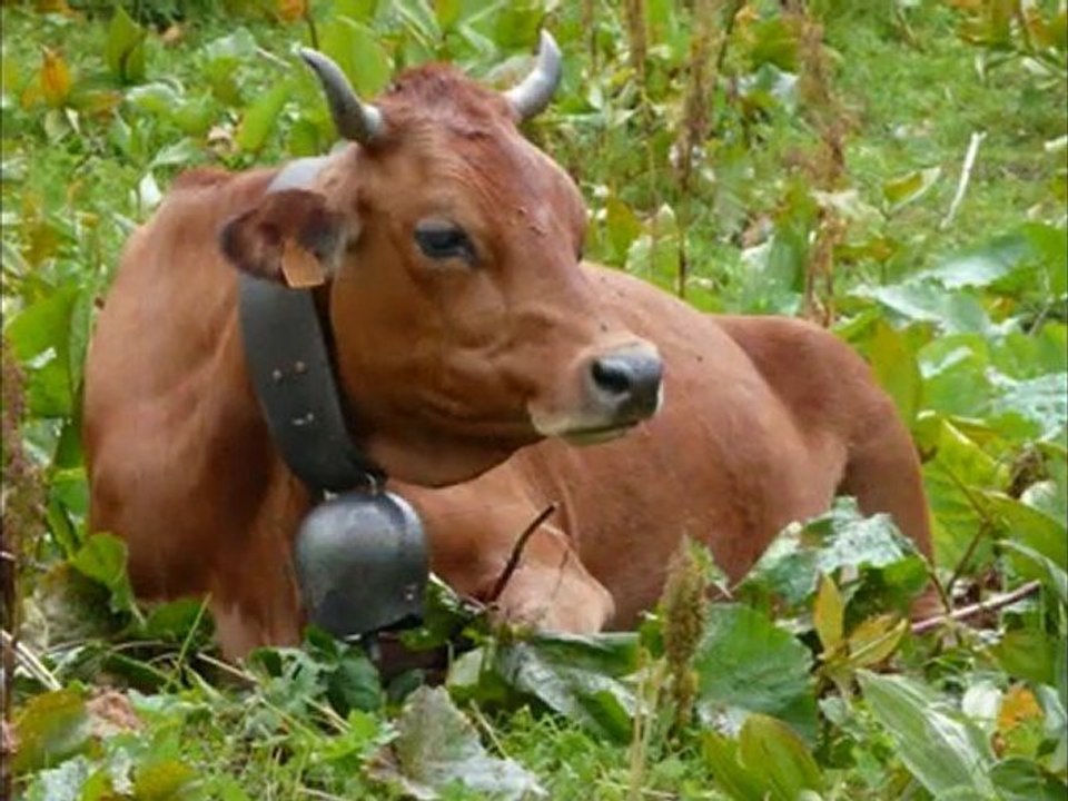 Ultra Tour du Beaufortain 2011, pourquoi pas?