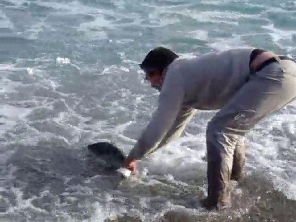 Relâche d'une liche dans le 06 pêchée aux leurres