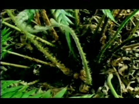 Abdurrahman Önül - Allah Diyelim | islamseli.net