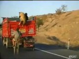 Comment dévaliser un camion en mouvement