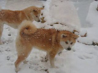 NEIGE AUTOMNE_HIVER 2010-2011