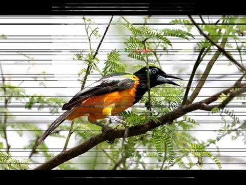 Gilbert Bécaud - Le petit oiseau de toutes les couleurs