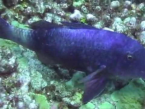 plongée à MOOREA et BORA BORA 2009