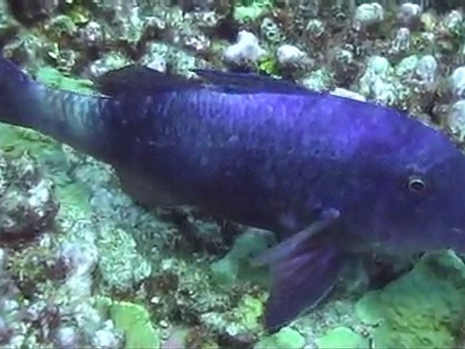 plongée à MOOREA et BORA BORA 2009