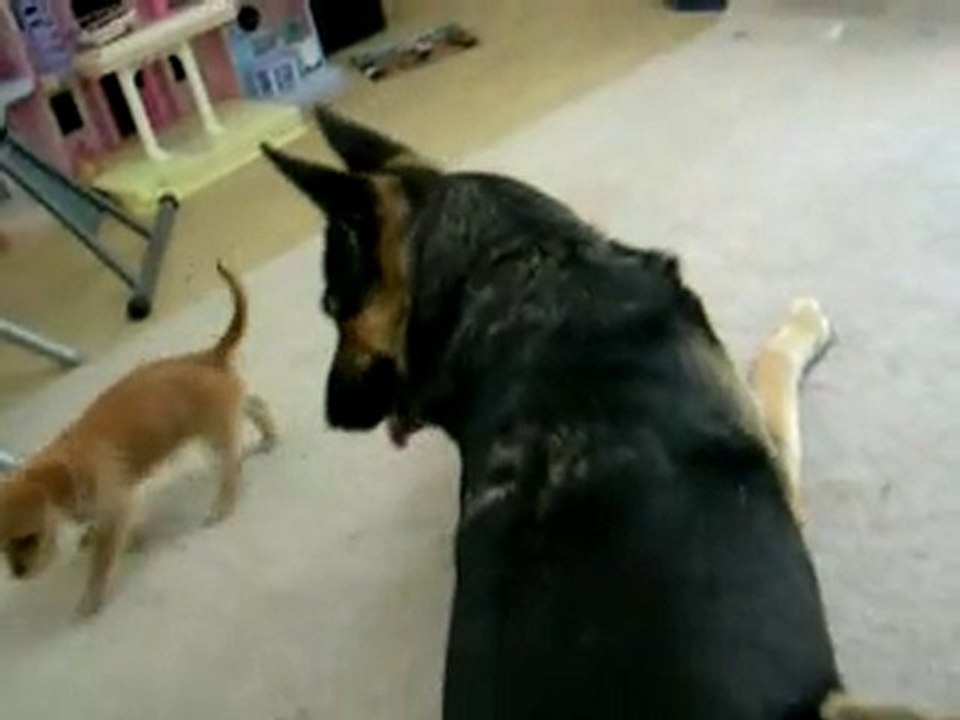 bagarre de chiens................