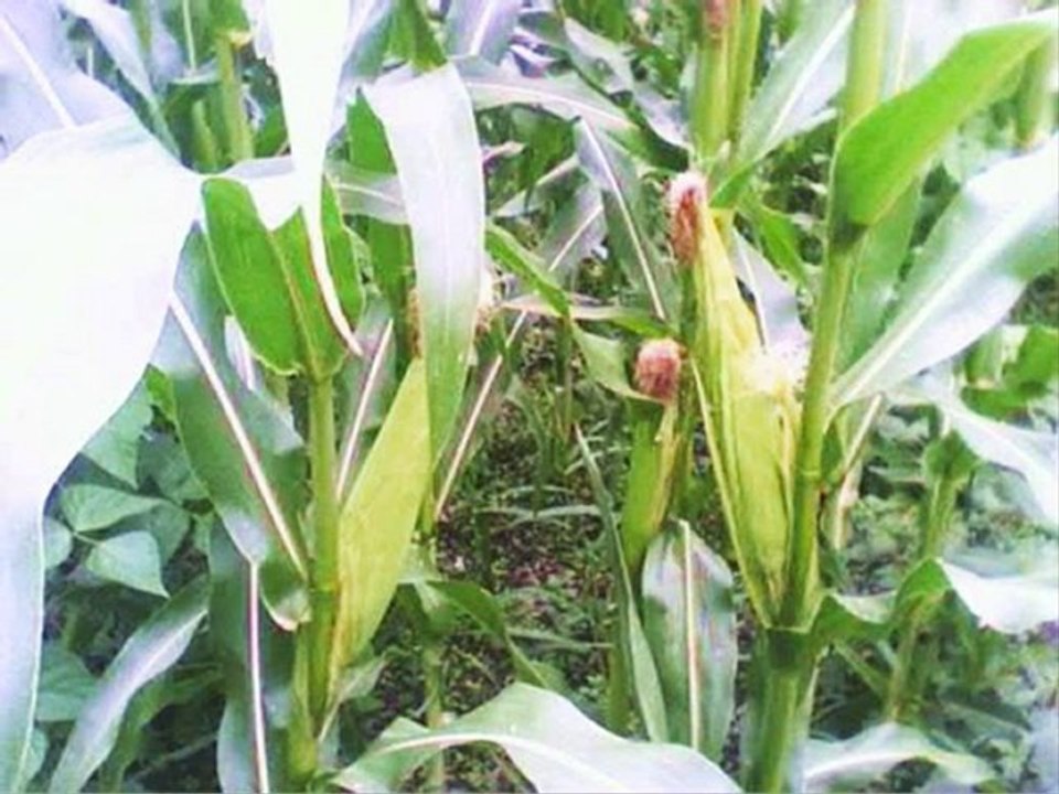 çilekçe köyü cide kastamonu