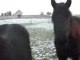 Poulains Mérens, chevaux Camargue 1ère neige 25 11 2010