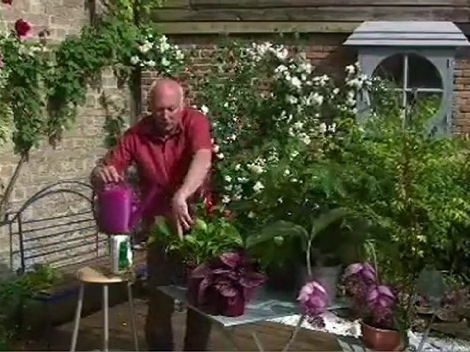 engrais plante verte