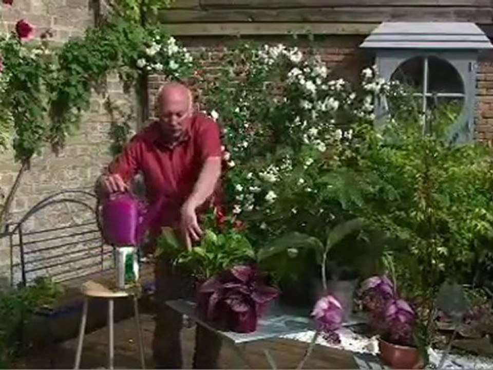 engrais plante verte