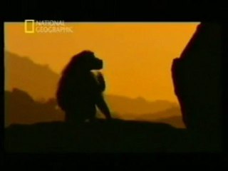 Papiones sagrados: Machismo animal