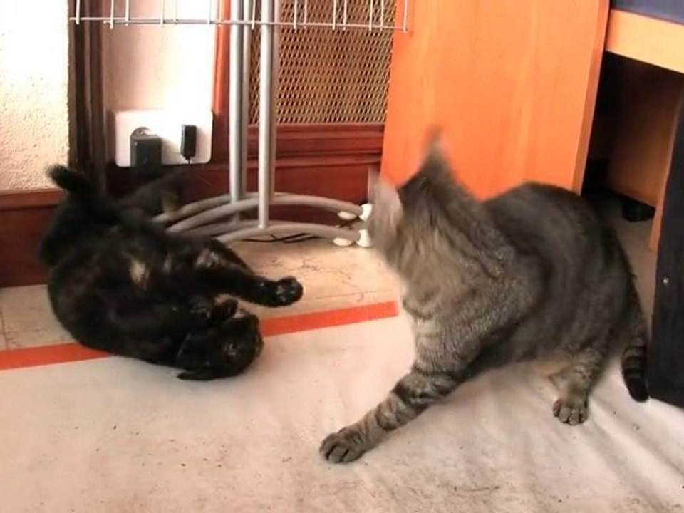 Bagarre_Chats