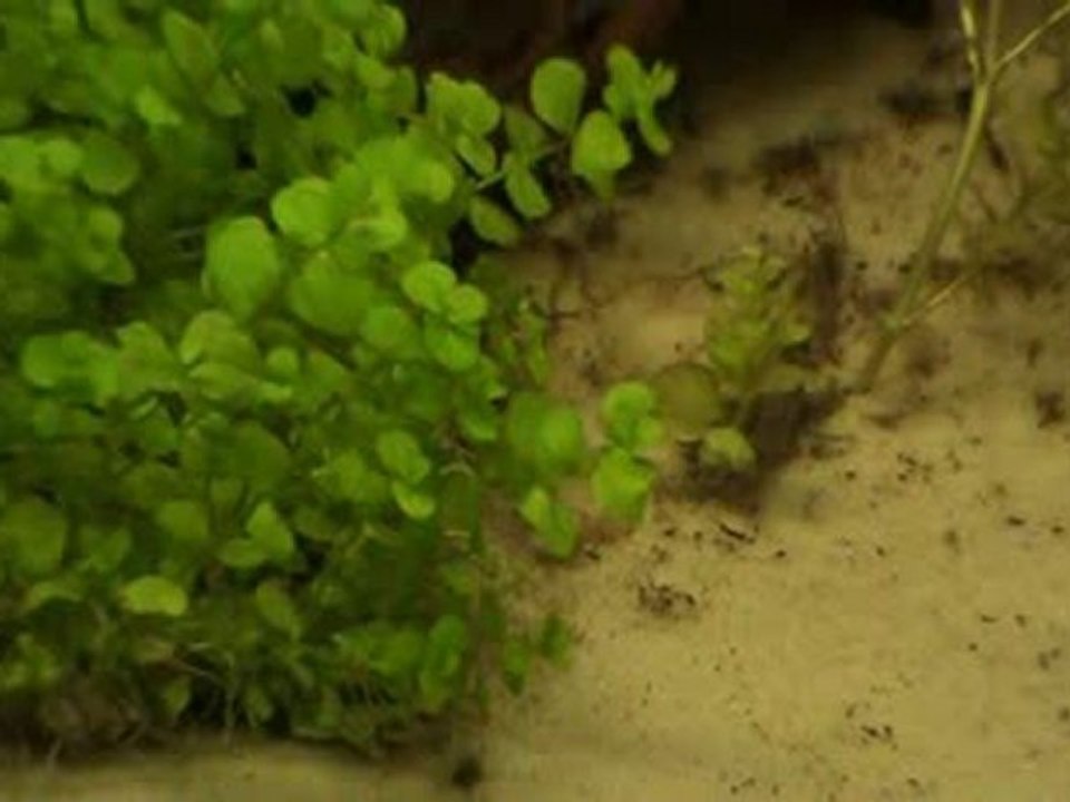 aquarium amazonien : insectes au fond