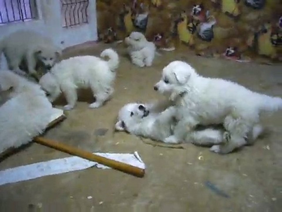 NOUVELLE AIRE DE JEU POUR LES BEBES  BLANCS