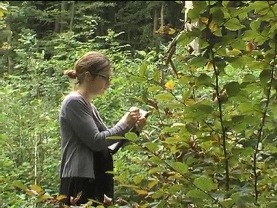 Changement climatique et foret (Julie Pargade)
