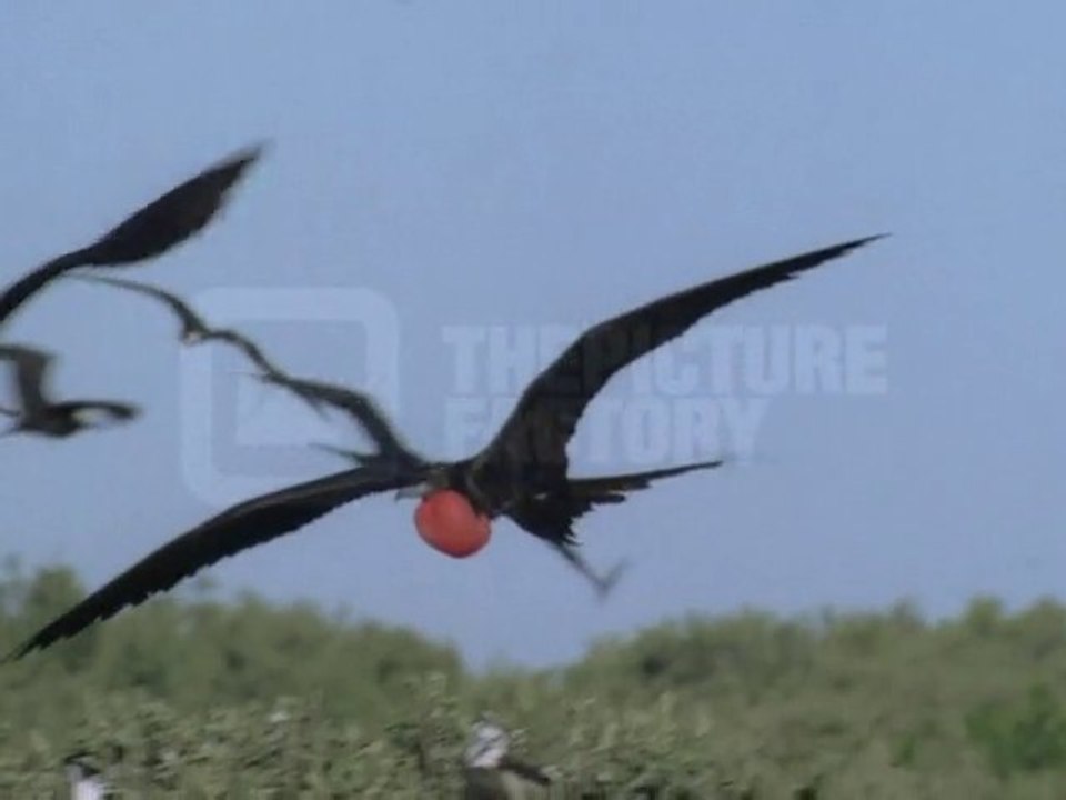 Vol d'oiseaux