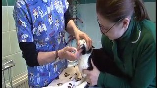 Edenbridge Veterinary Clinic -  Vets in Edenbridge