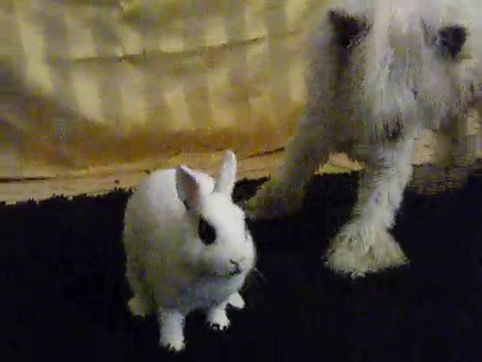 canaille et la lapine