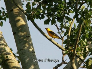 Mes Photos d' Oiseaux 2009-2010