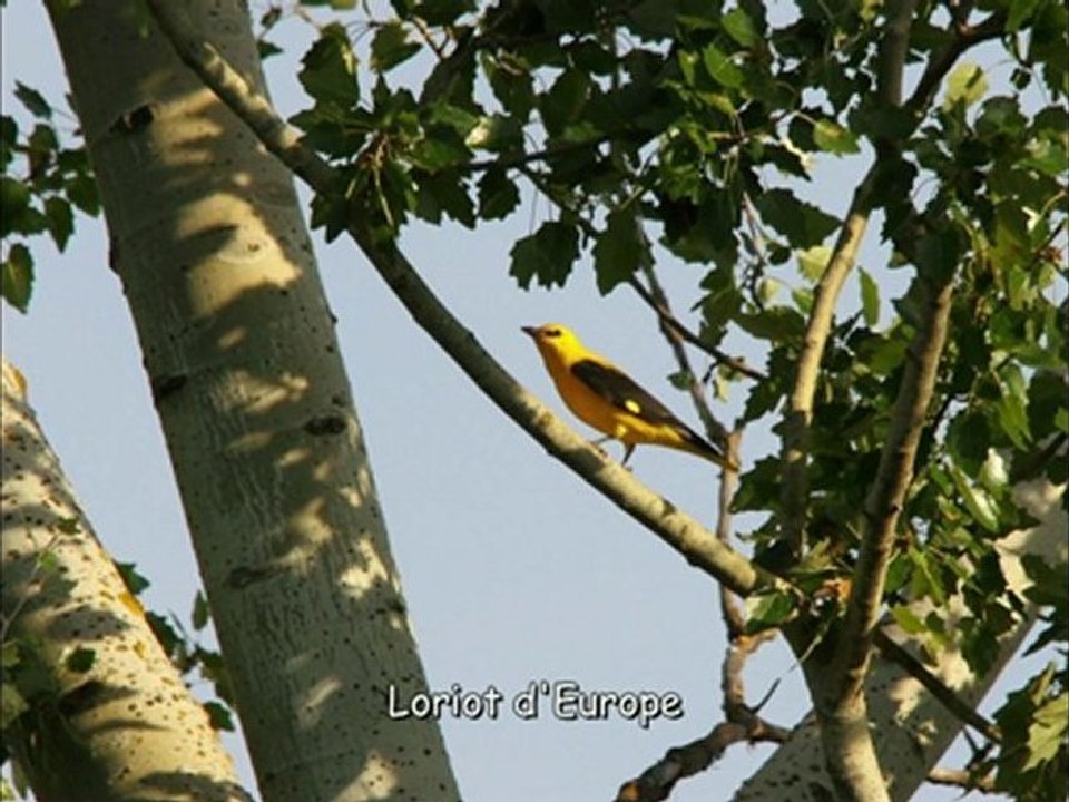 Mes Photos d' Oiseaux 2009-2010