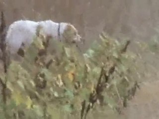 2010-2011 Bıldırcın Avı Beçky