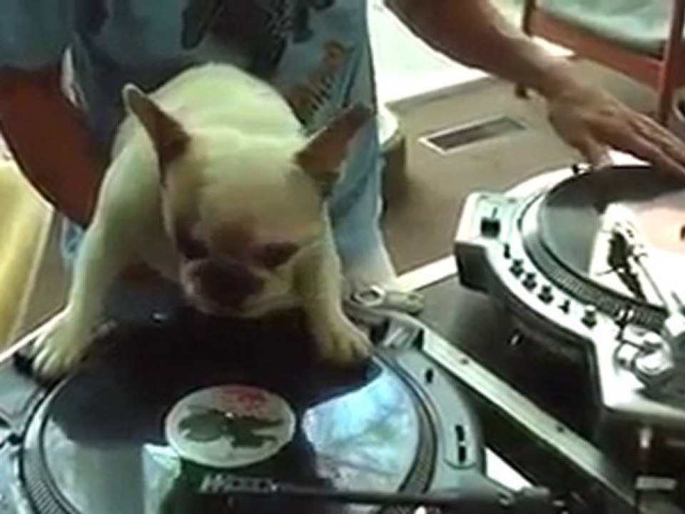 DJ Köpek