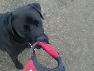 L'art de promener son chien