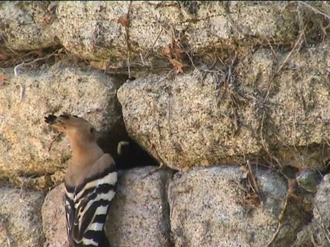 La Huppe fasciée clip