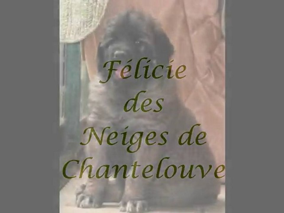 Félicie, chiot leonberg des Neiges de Chantelouve