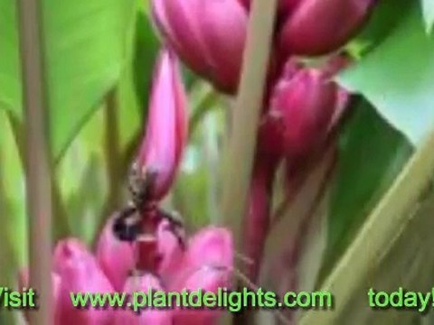 The Hardy Banana Plant Cultivars - Musa Ae Ae