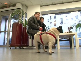 Cutting-edge medical care to save pets