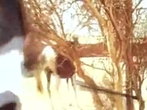 Mahesh Khaaleja (2010) - TC - Rip - MP3 - XviD - 1CD