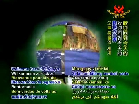 WIRES: Weaving a World of Love for Australian Wildlife- P2/2