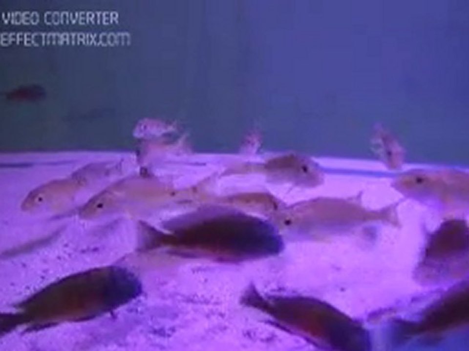 Boulengerochromis microlepis