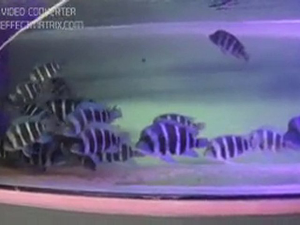 Cypho. Frontosa chaitka bright blueeee