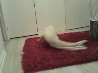 Chiens après la douche